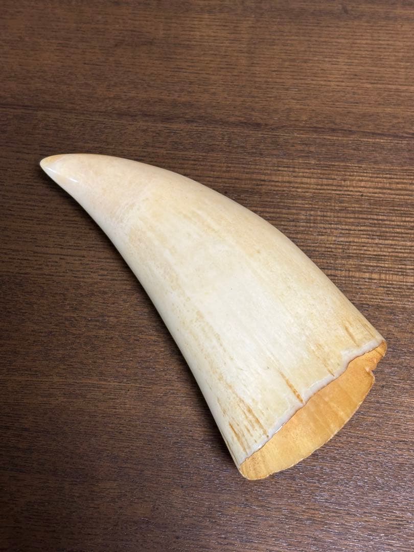 マッコウクジラ 鯨牙 鯨歯 天然素材 印材 彫刻　オブジェ