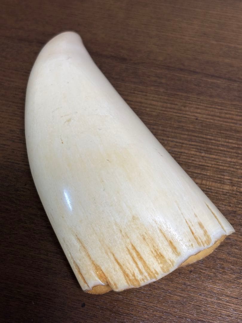 マッコウクジラ 鯨牙 鯨歯 天然素材 印材 彫刻　オブジェ