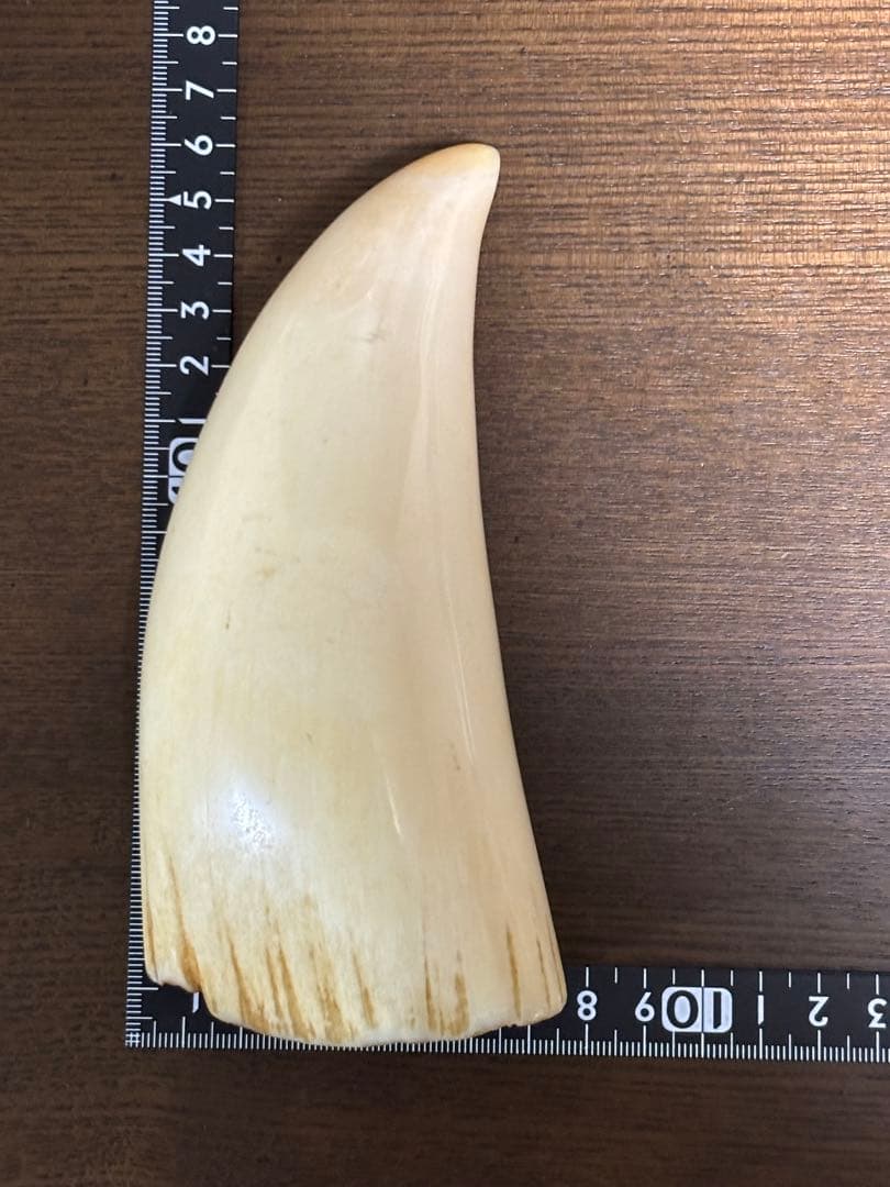 マッコウクジラ 鯨牙 鯨歯 天然素材 印材 彫刻　オブジェ