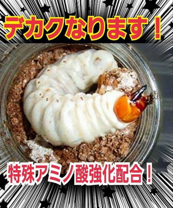 極上！ヒマラヤひらたけ菌糸ブロック【5個】トレハロース強化配合！オオクワに抜群！