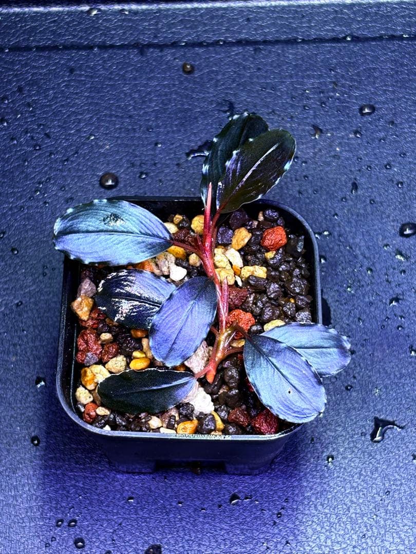 ブセファランドラ　ティアブルー