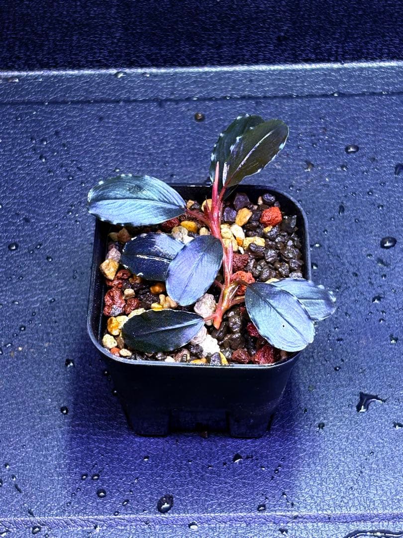 ブセファランドラ　ティアブルー