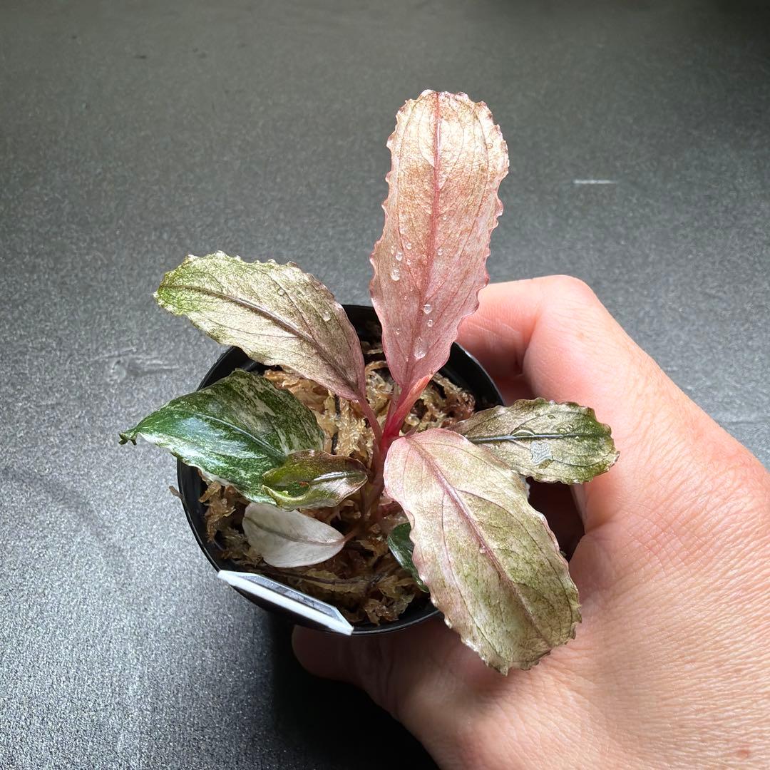 Bucephalandra sp.PinkVariegata ピンクバリエガータ