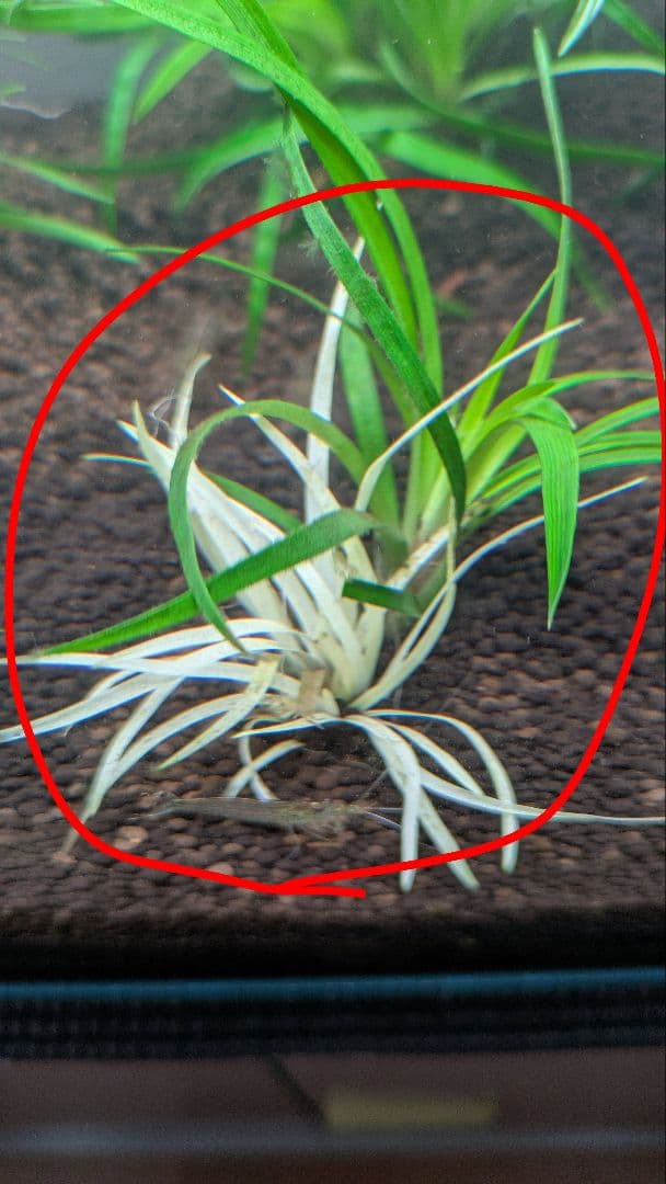 【超希少】 ホシクサ・クチホワイト 水中葉2株 　おまけ付き