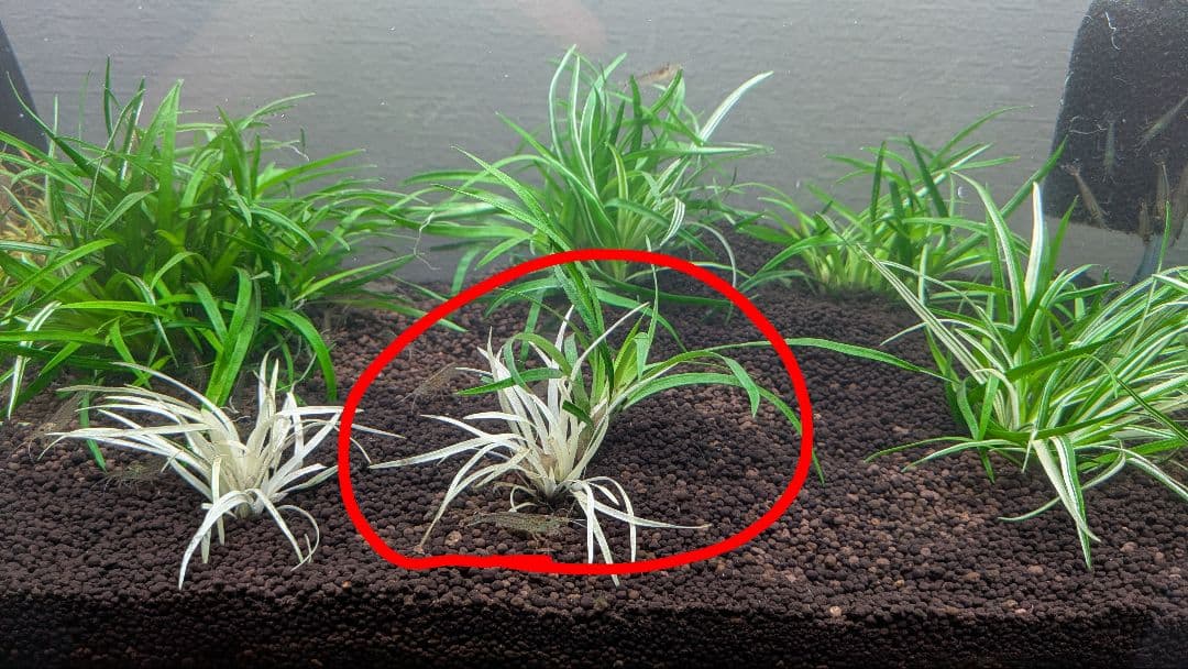 【超希少】 ホシクサ・クチホワイト 水中葉2株 　おまけ付き