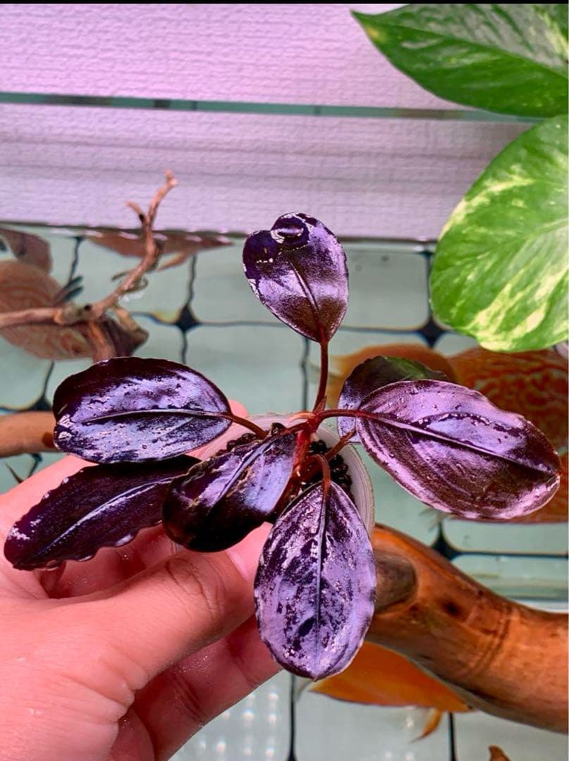 ブセファランドラ