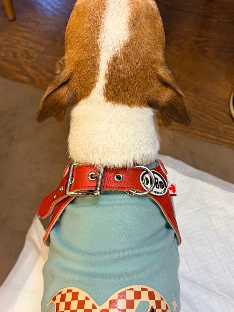 【Buddy Belts】バディベルト ハーネス 6号 レッド 本革 カナダ製