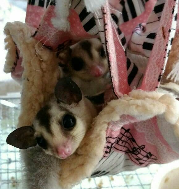 モモンガハウス(和柄・紫)かのこボアオフホワイト   大きいサイズ(家族用)