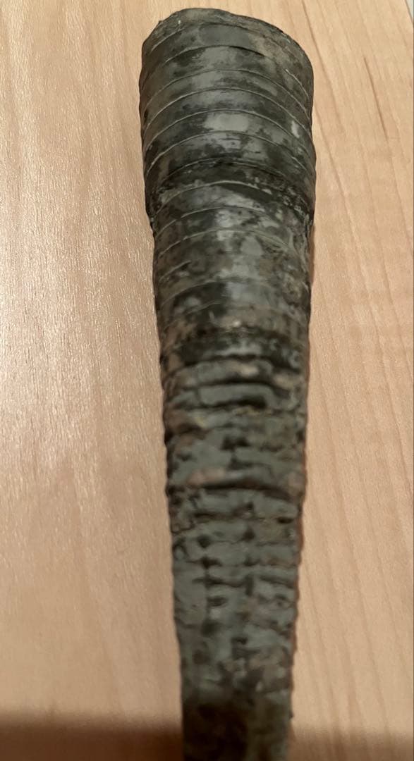 直角貝　化石　希少品