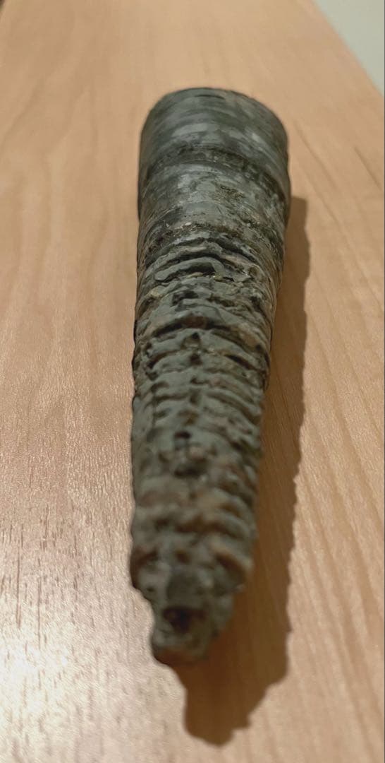 直角貝　化石　希少品