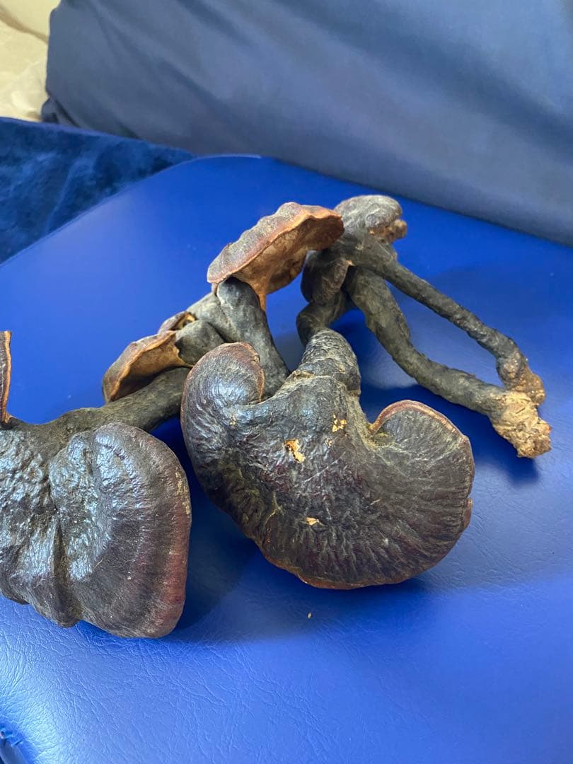 漢方灵芝草乾燥品、野生原生、重さ約136g、