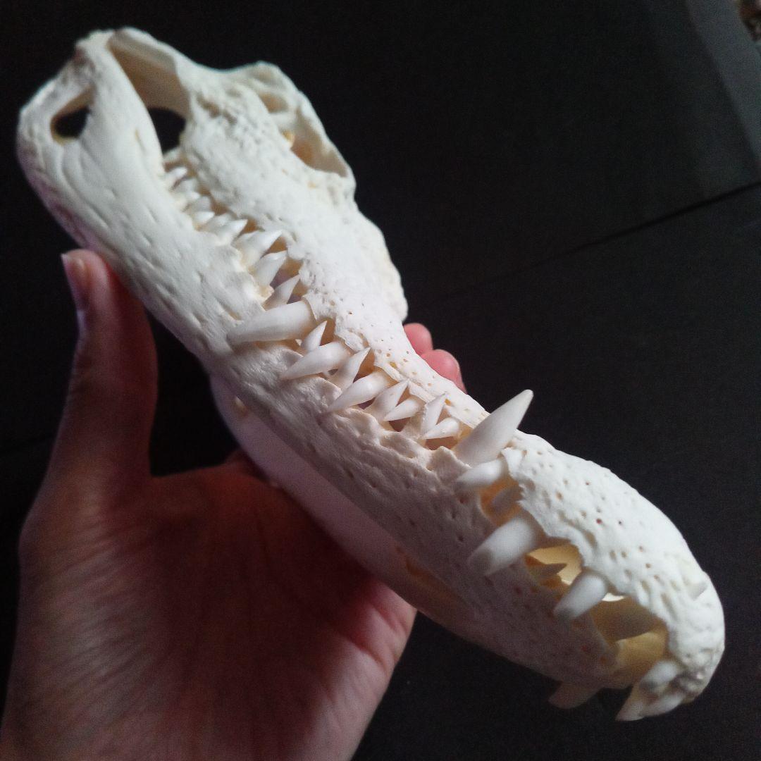 骨格　頭骨　ワニ　スカル　クロコダイル　美麗