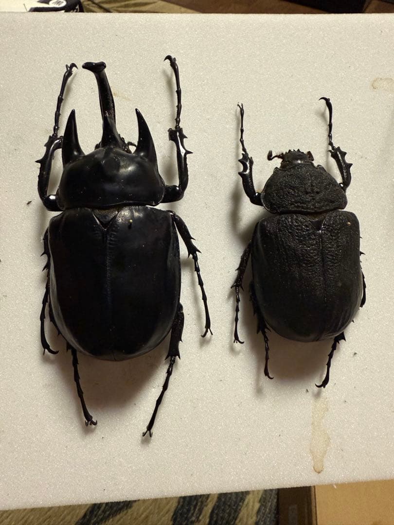 レックスゾウカブト　標本ペア