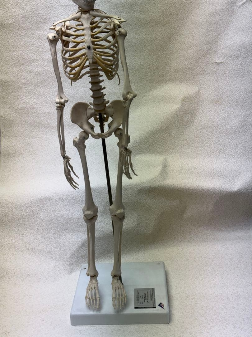 ☠️ガイコツ　医学教本　人体の骨格