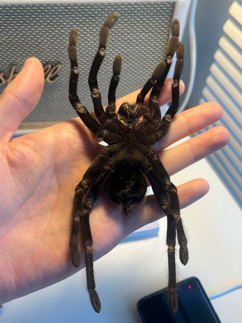 【特大標本】ボリビアンスティーリーブルータランチュラ LS17cm程ムカデ