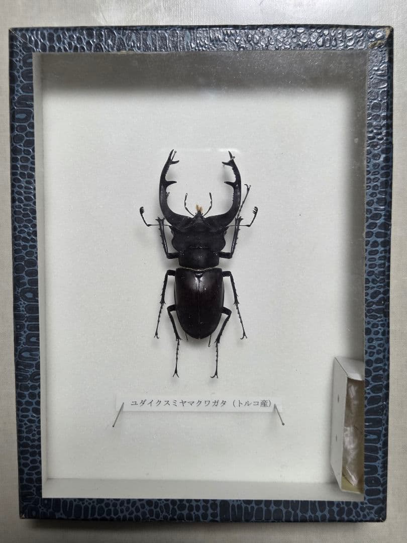 ユダイクスミヤマクワガタ (トルコ産) 標本
