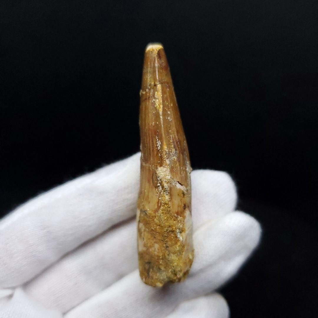 スピノサウルス 本物 モロッコ産 59.64mm ケース付き sp405