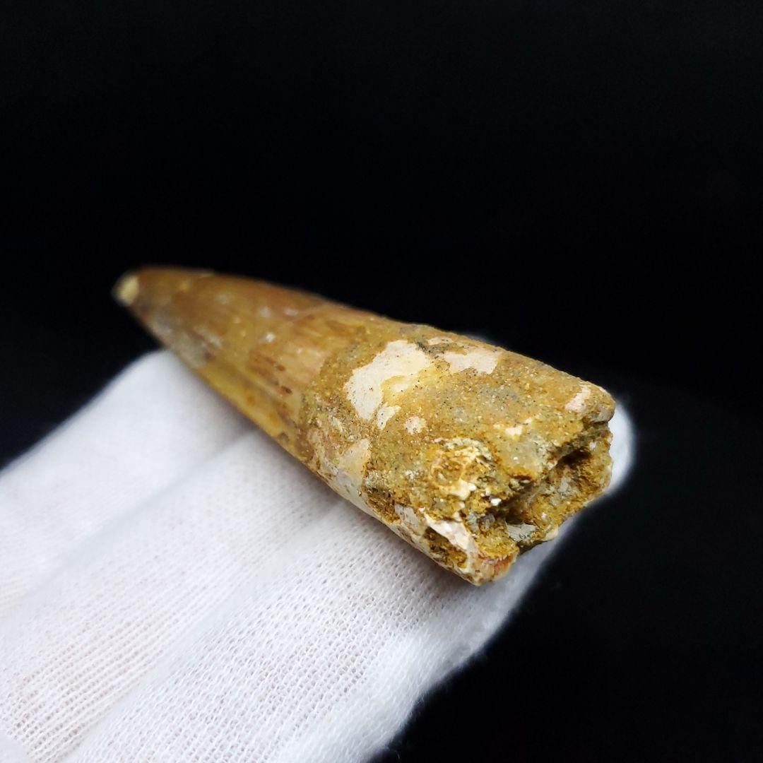 スピノサウルス 本物 モロッコ産 59.64mm ケース付き sp405