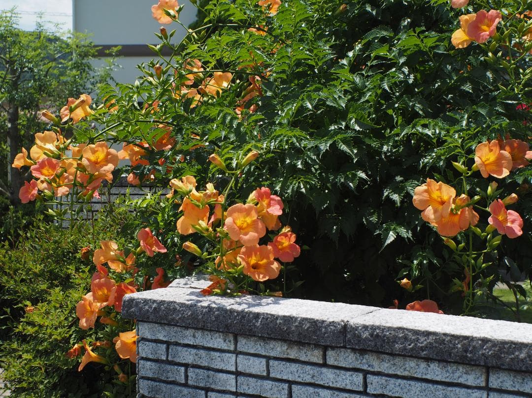 レンズ(単焦点) OLYMPUS E.ZUIKO AUTO-W 25mm F4