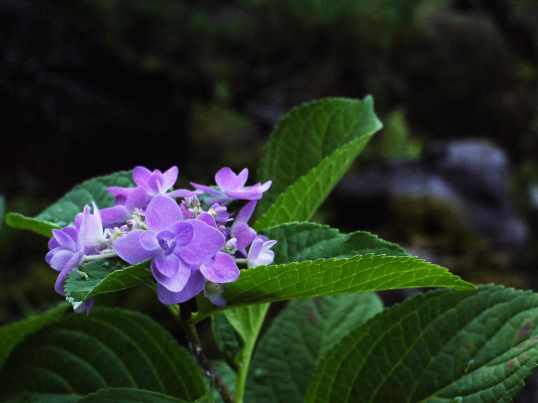 レンズ(単焦点) OLYMPUS E.ZUIKO AUTO-W 25mm F4