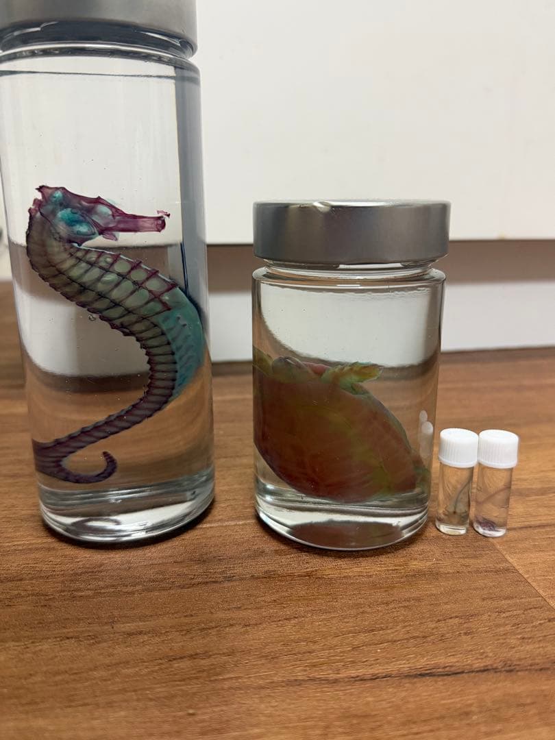 透明標本　4個セット