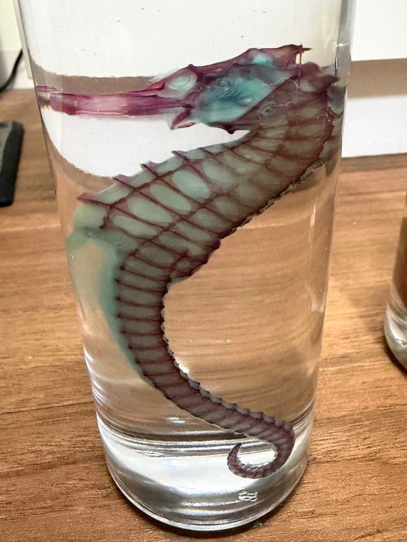 透明標本　4個セット