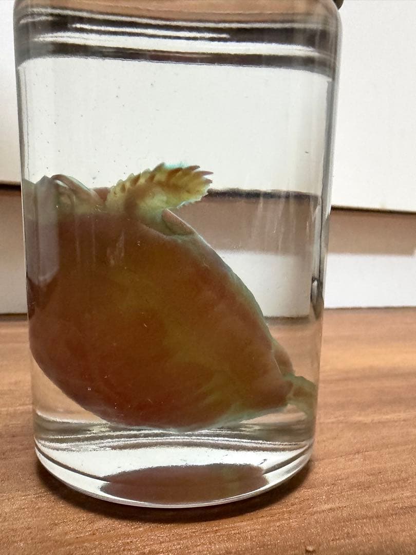 透明標本　4個セット