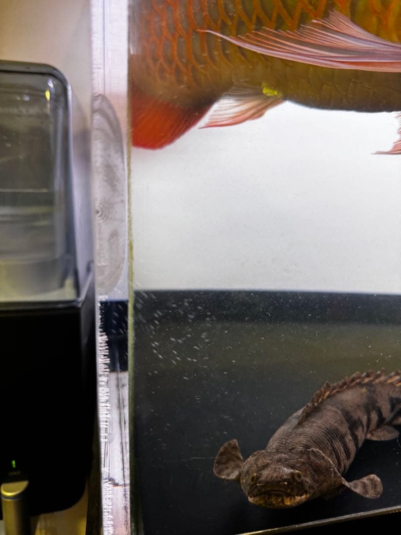 1500水槽　台　ぷぅ工房上部濾過