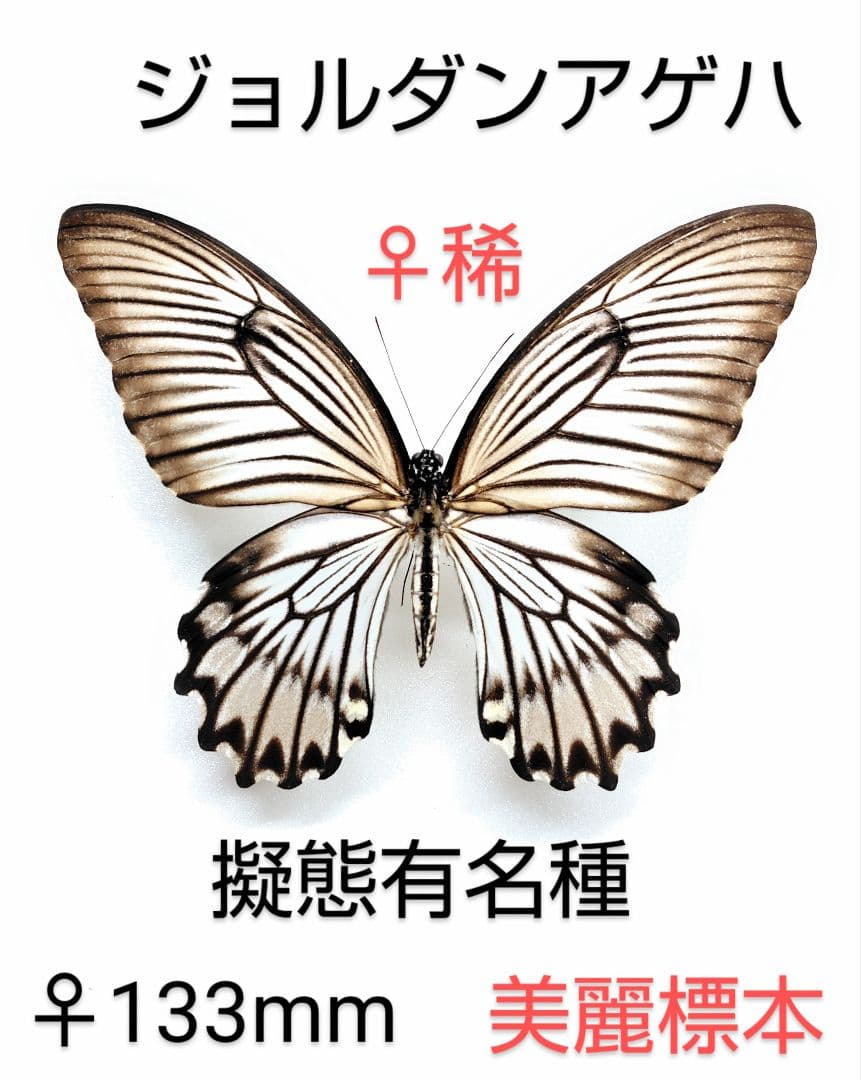 最終価格‼️ジョルダンアゲハ ♀美麗標本 133mm★スラウェシー島産★究極♀