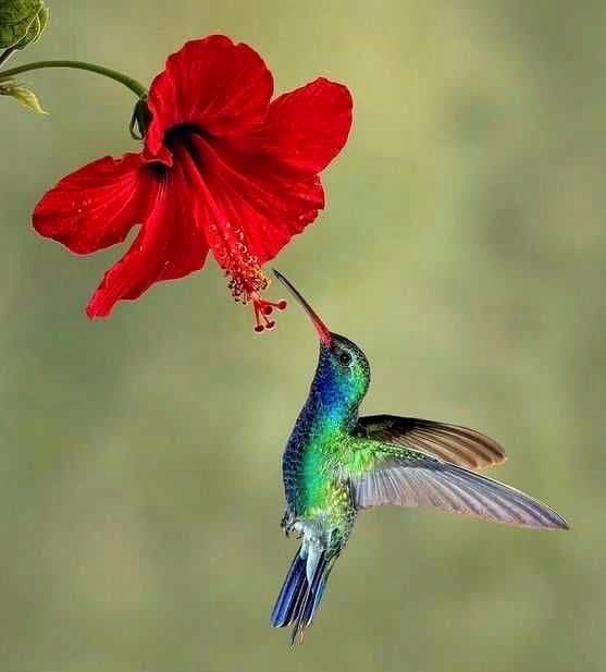 ヴィンテージ　ハチドリ　ハミングバード　アメリカ製　ステンドグラス　モビール　青