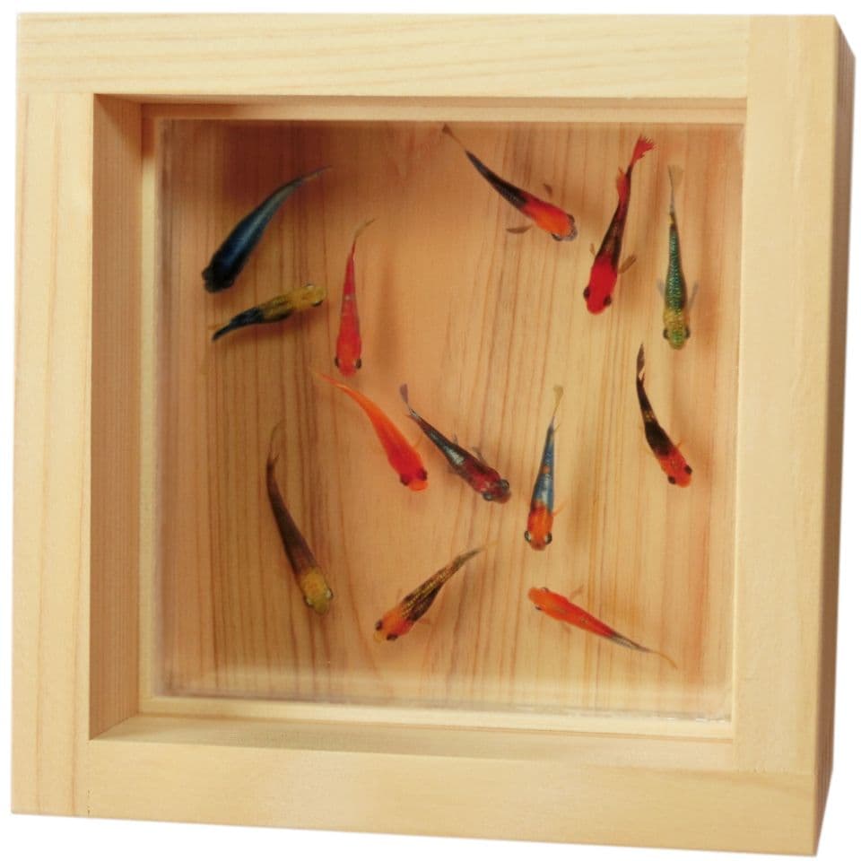めだか メダカ プレゼント ギフト 贈り物 金魚 アート 生き物 フィギュア