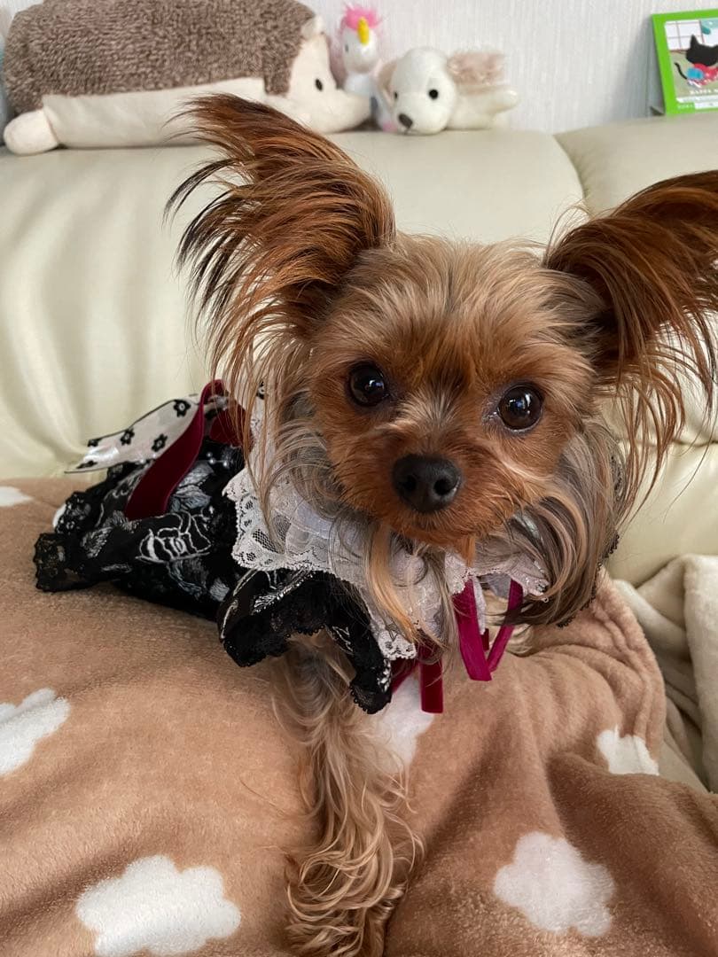 小型犬用レースドレス 黒