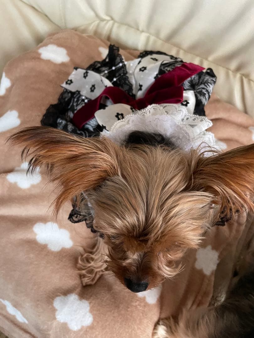 小型犬用レースドレス 黒