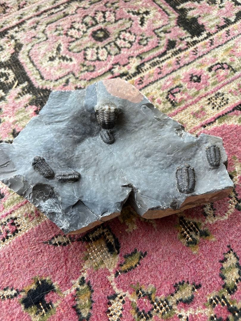 三葉虫　jorf 産　化石 標本 石