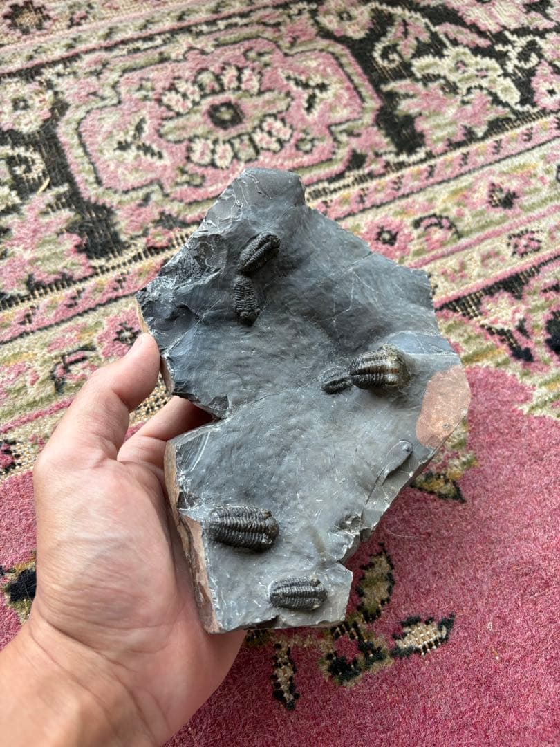 三葉虫　jorf 産　化石 標本 石