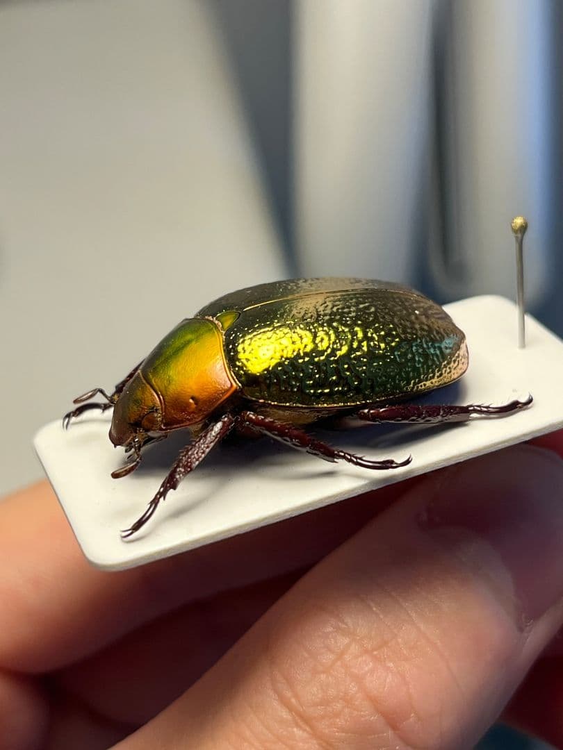 【最新作】ボウカルディプラチナコガネ Chrysina 頭が赤！昆虫標本