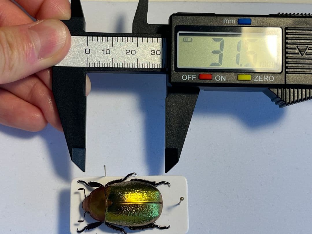 【最新作】ボウカルディプラチナコガネ Chrysina 頭が赤！昆虫標本