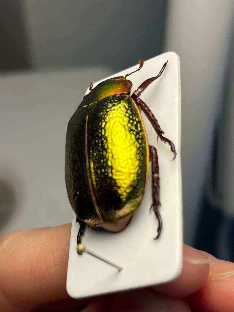 【最新作】ボウカルディプラチナコガネ Chrysina 頭が赤！昆虫標本