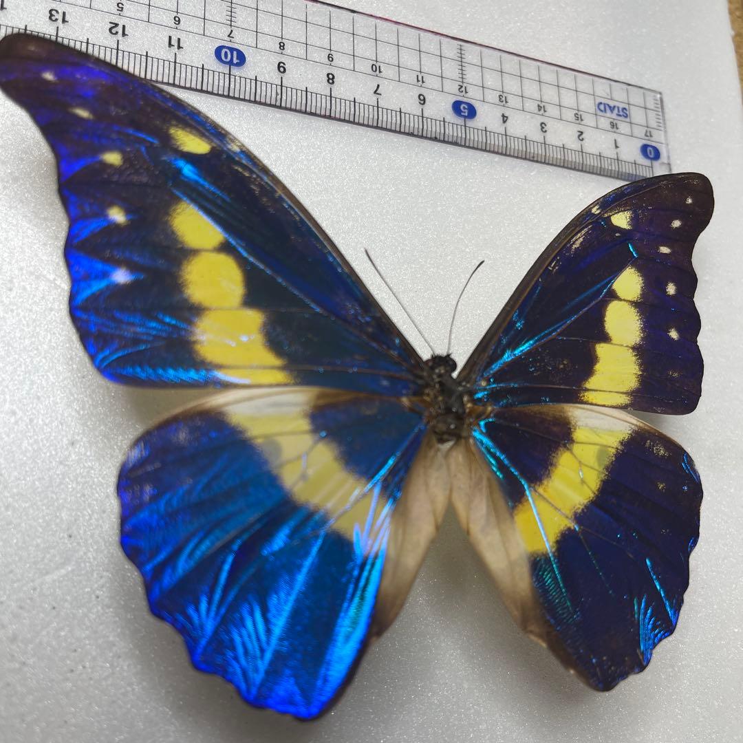 h*o様 ヘレナモルフォ蝶の標本