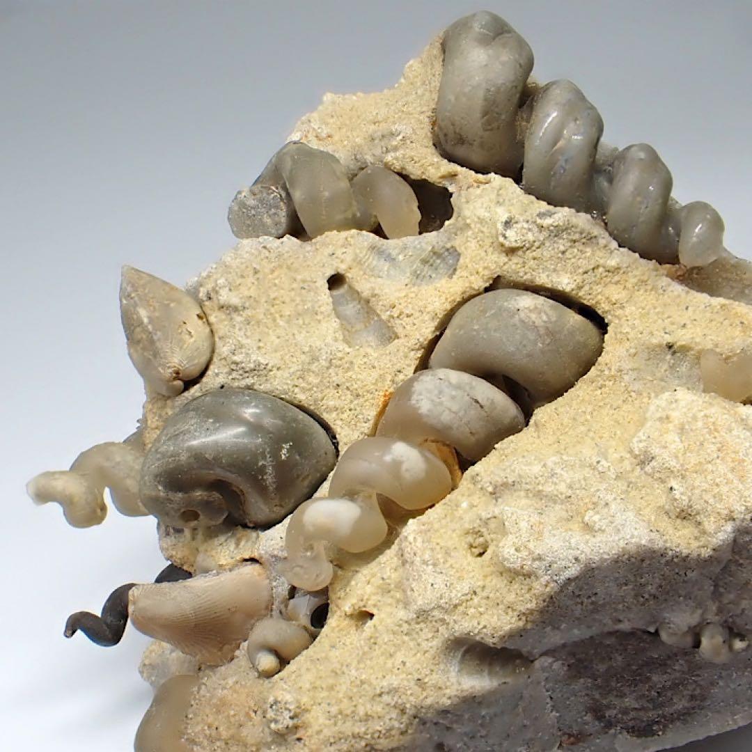 【ロシア/サラトフ産】メノウ化巻貝(月のお下がり)