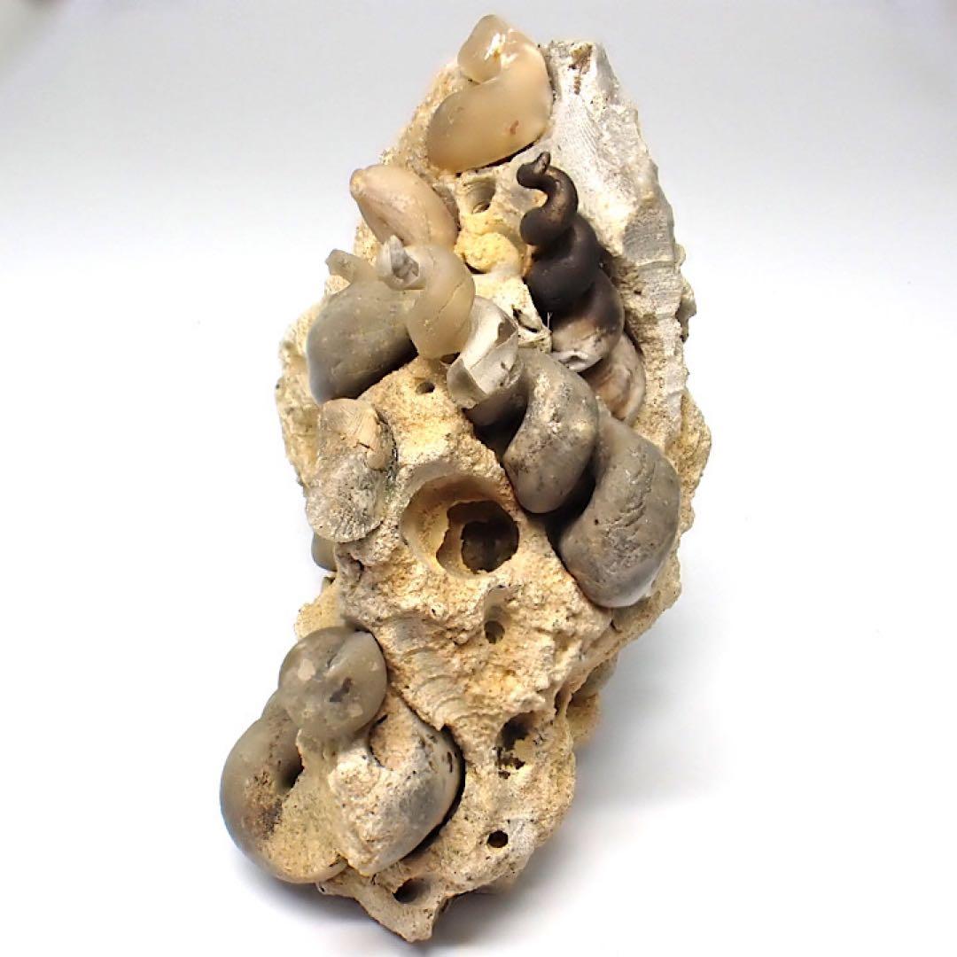 【ロシア/サラトフ産】メノウ化巻貝(月のお下がり)