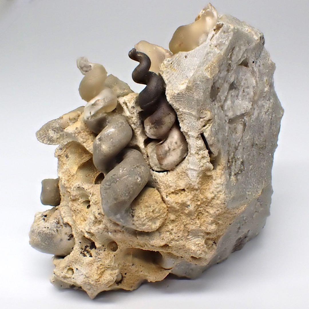 【ロシア/サラトフ産】メノウ化巻貝(月のお下がり)