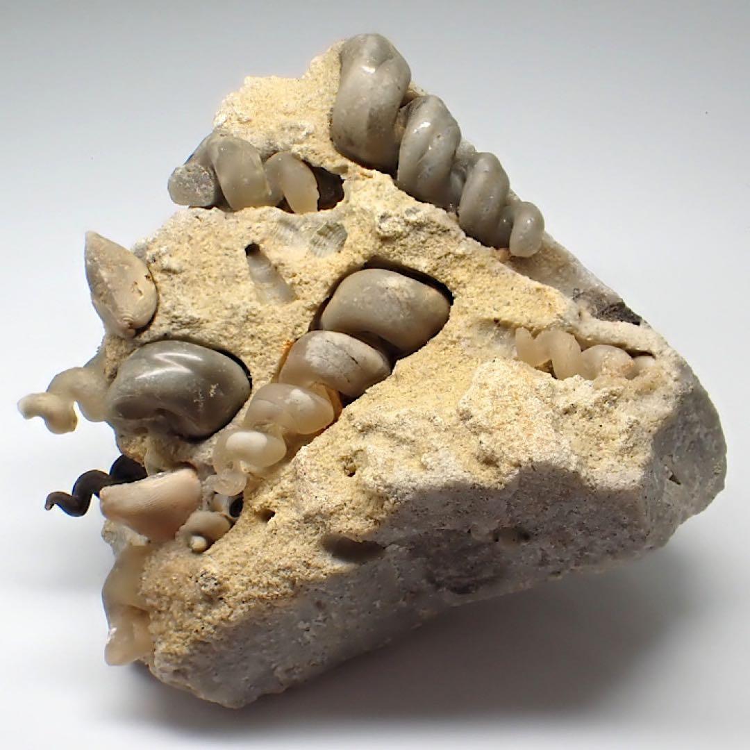 【ロシア/サラトフ産】メノウ化巻貝(月のお下がり)