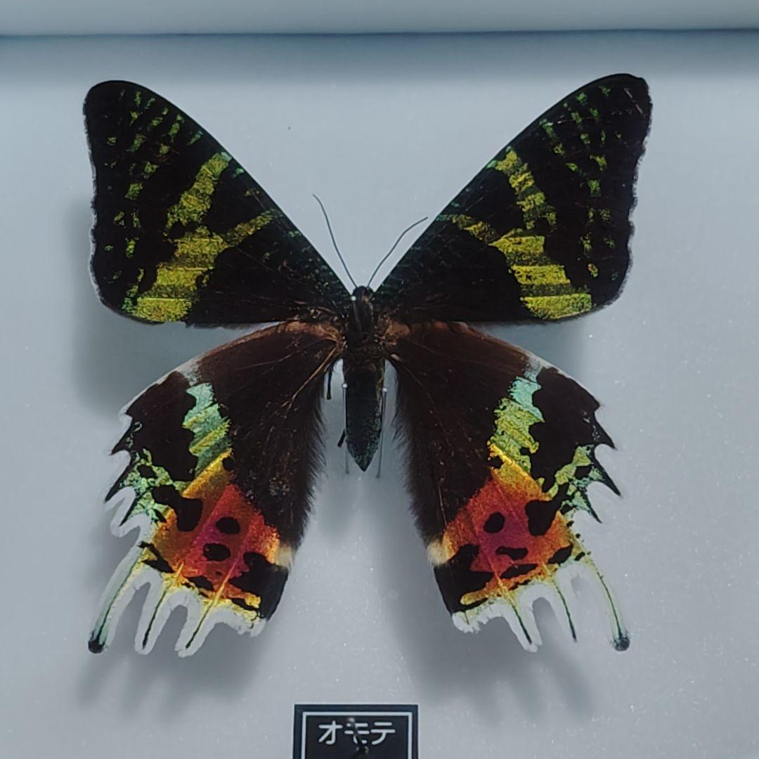 標本 ニシキオオツバメガ