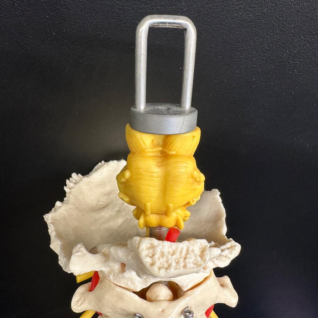 ♡※後右棚c1001 somso 脊柱模型 人体模型 人体骨格模型 約80cm