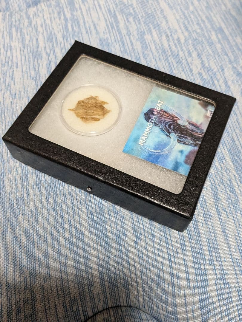 本物！マンモスの肉片　ミイラ　化石　組織