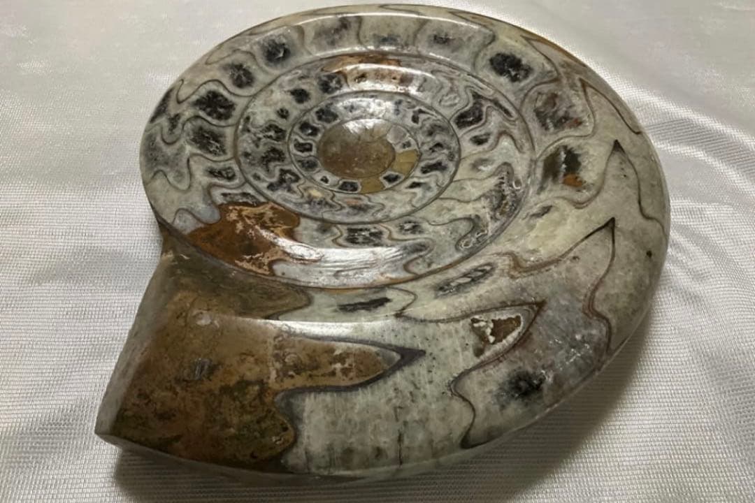 アンモナイト 大 24cm 3kg