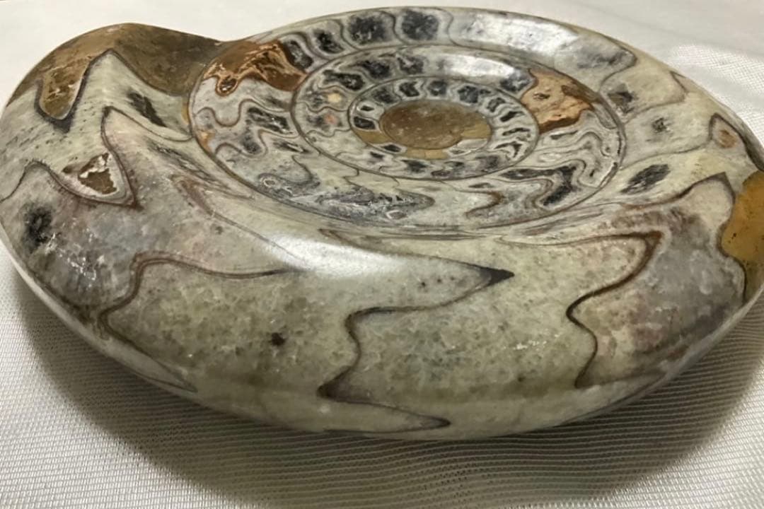 アンモナイト 大 24cm 3kg