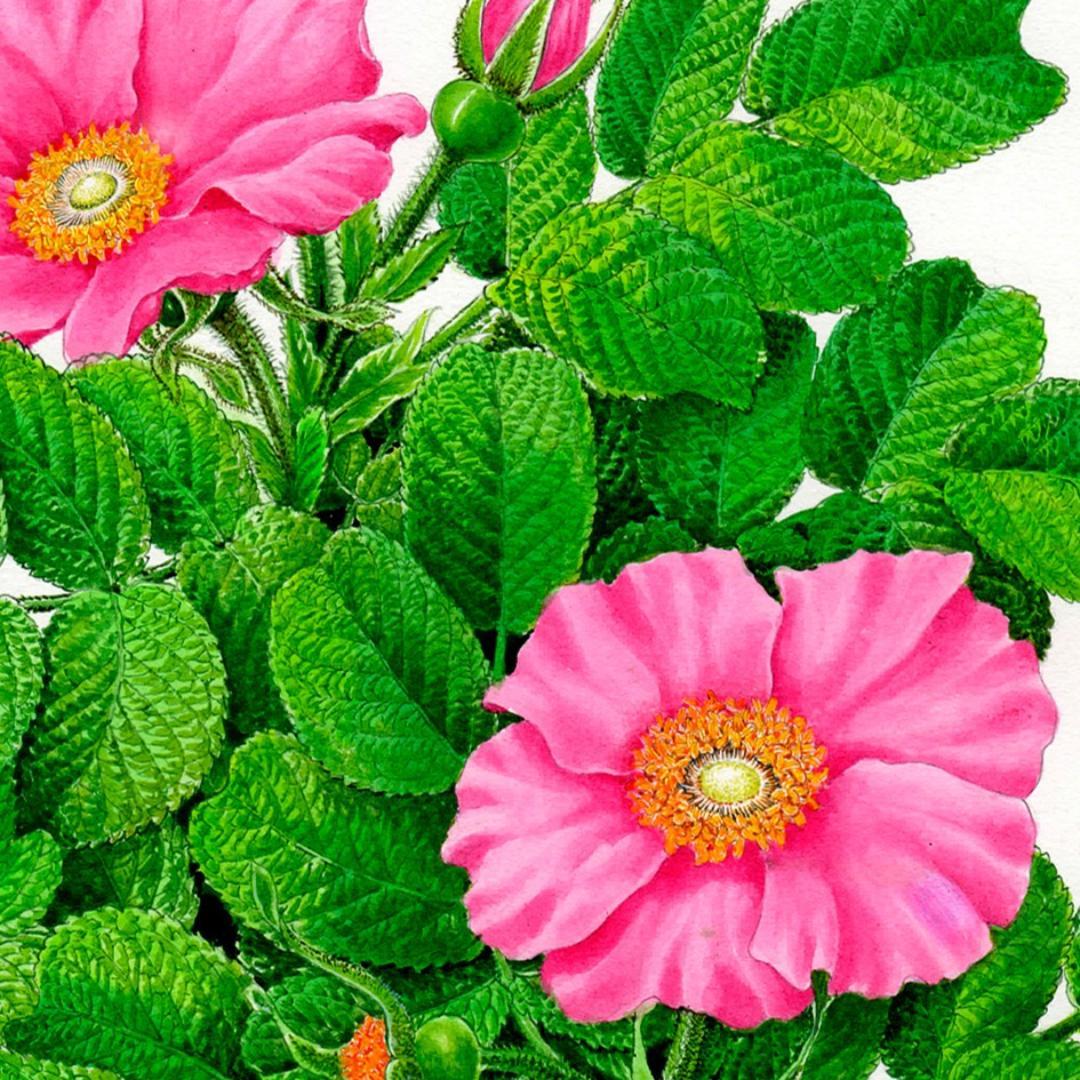 【絵画】ボタニカルアート　「ハマナス」原画