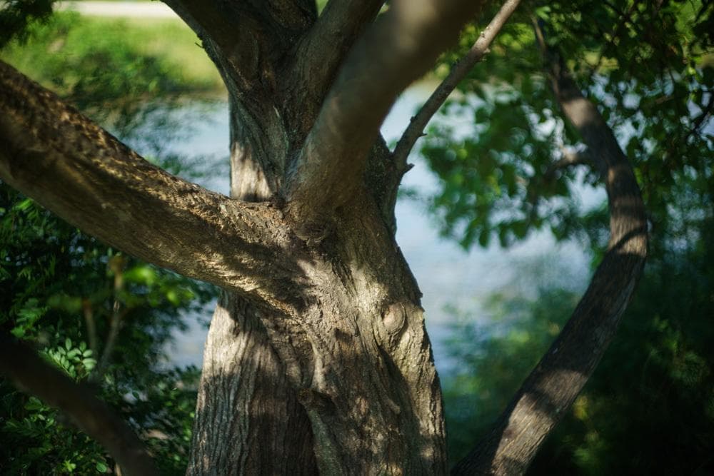 Leica M Summilux 50mm f1.4 Chrome 初期玉1st